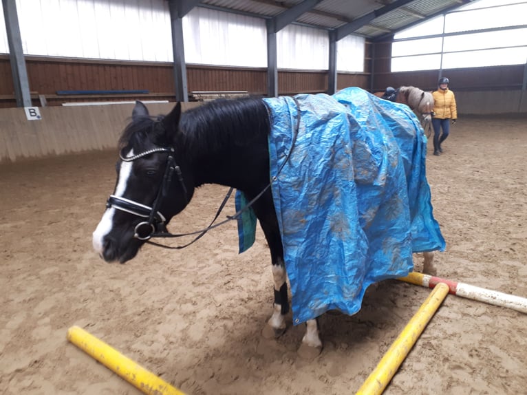 Poni alemán Yegua 11 años 153 cm Negro in Schwarme