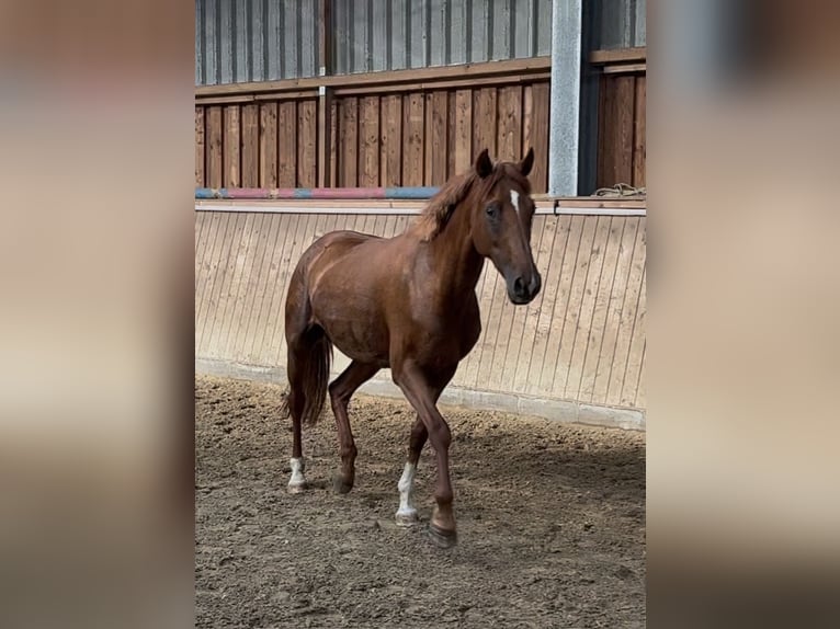 Poni alemán Yegua 11 años Alazán-tostado in Racksen