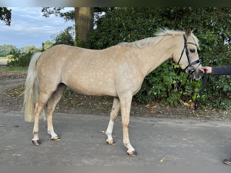 Poni alemán Yegua 11 años Palomino in Großenkneten