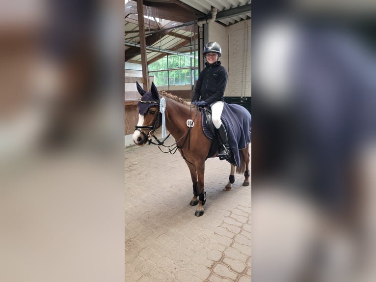 Poni alemán Yegua 12 años 134 cm Alazán in Ostbevern