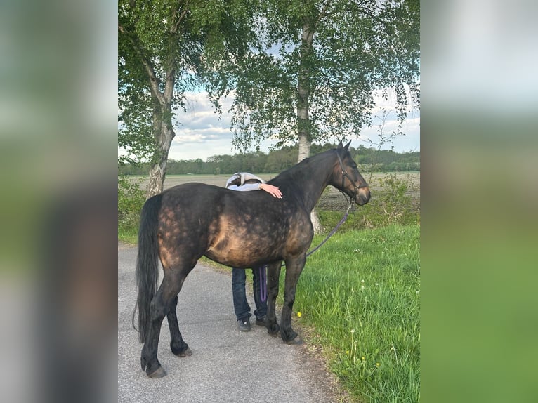 Poni alemán Yegua 12 años 135 cm Castaño oscuro in Garstedt