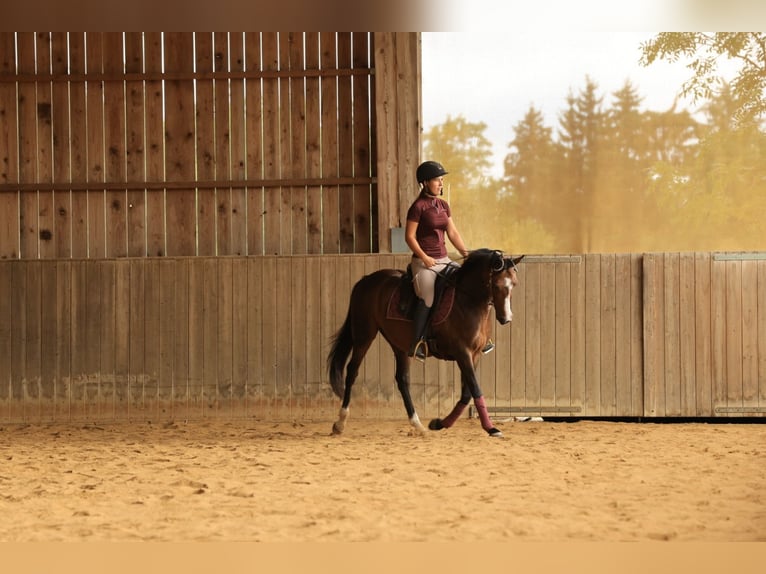 Poni alemán Yegua 12 años 137 cm Castaño claro in Balingen