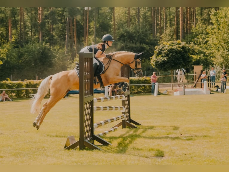 Poni alemán Yegua 12 años 138 cm Palomino in Wittingen