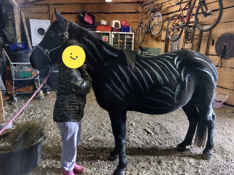 Poni alemán Yegua 12 años 140 cm Negro in Westheim