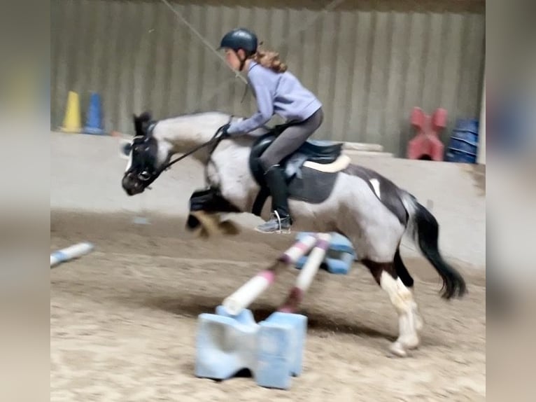 Poni alemán Mestizo Yegua 12 años 140 cm Ruano azulado in Würzburg