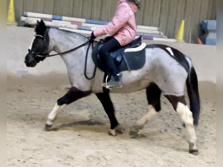 Poni alemán Mestizo Yegua 12 años 140 cm Ruano azulado in Würzburg