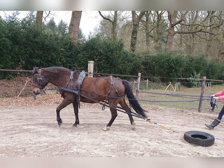 Poni alemán Yegua 12 años 141 cm Castaño in Doorn
