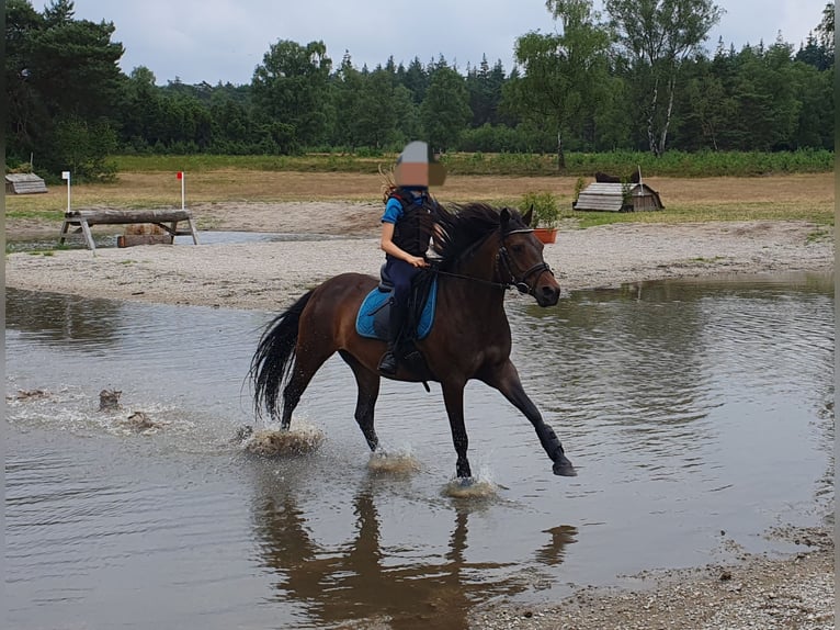 Poni alemán Yegua 12 años 141 cm Castaño in Doorn