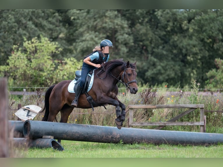 Poni alemán Yegua 12 años 141 cm Castaño in Doorn
