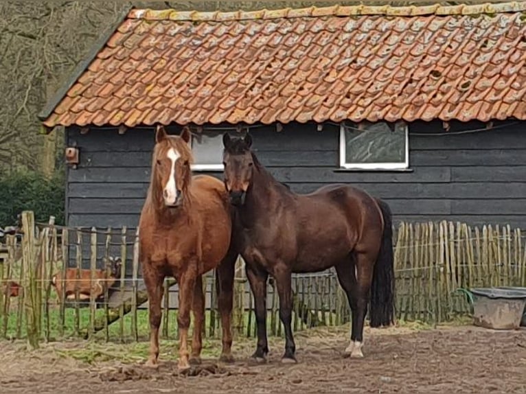 Poni alemán Yegua 12 años 141 cm Castaño in Doorn