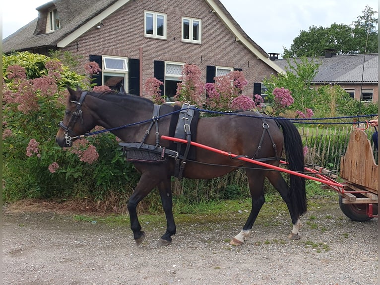 Poni alemán Yegua 12 años 141 cm Castaño in Doorn