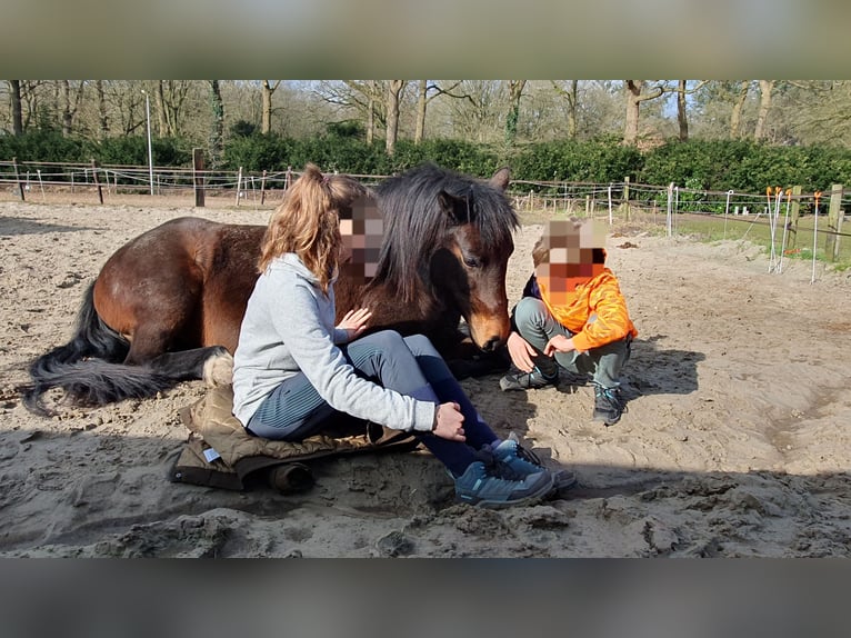 Poni alemán Yegua 12 años 141 cm Castaño in Doorn