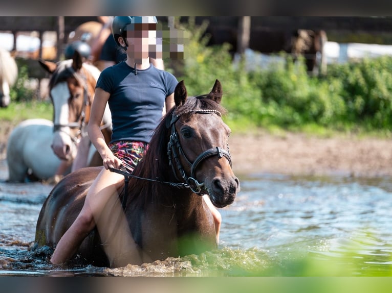 Poni alemán Yegua 12 años 141 cm Castaño in Doorn