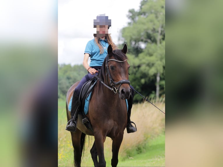 Poni alemán Yegua 12 años 141 cm Castaño in Doorn