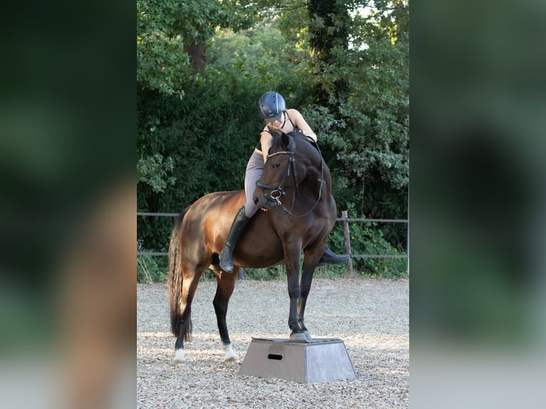Poni alemán Yegua 12 años 141 cm Castaño in Doorn
