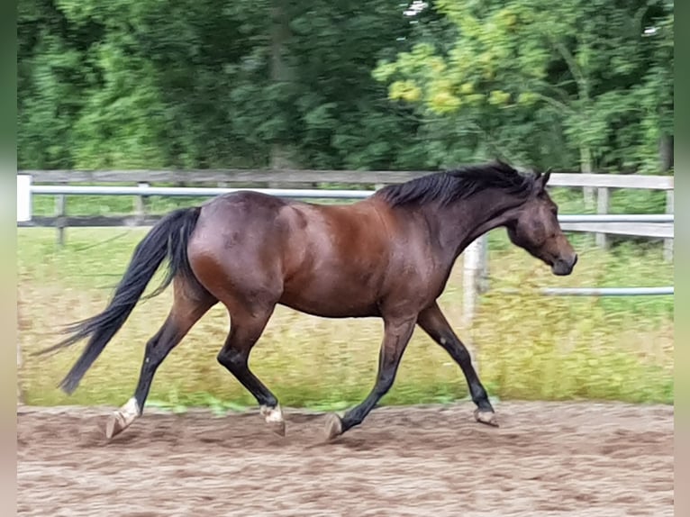 Poni alemán Yegua 12 años 141 cm Castaño in Doorn