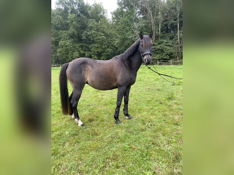 Poni alemán Yegua 12 años 141 cm Morcillo in Dreieich