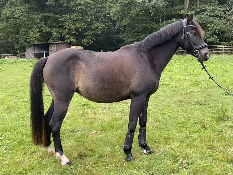 Poni alemán Yegua 12 años 141 cm Morcillo in Dreieich