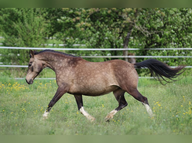 Poni alemán Yegua 12 años 142 cm Buckskin/Bayo in Waldshut-Tiengen