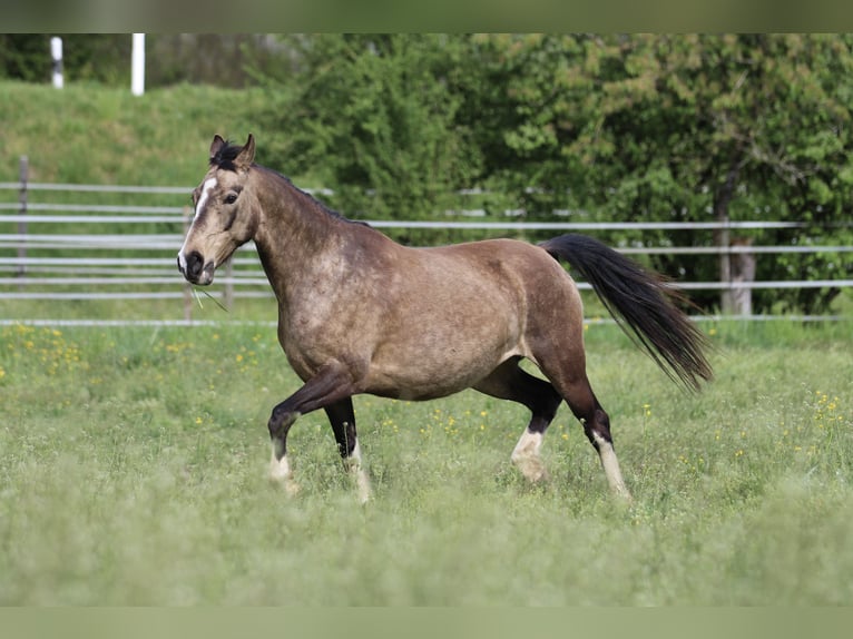 Poni alemán Yegua 12 años 142 cm Buckskin/Bayo in Waldshut-Tiengen