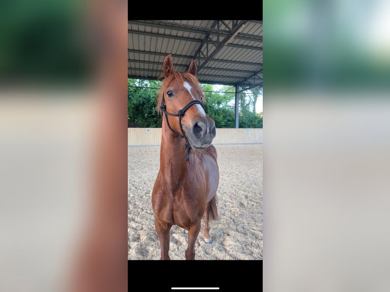 Poni alemán Mestizo Yegua 12 años 143 cm Alazán in Bogen