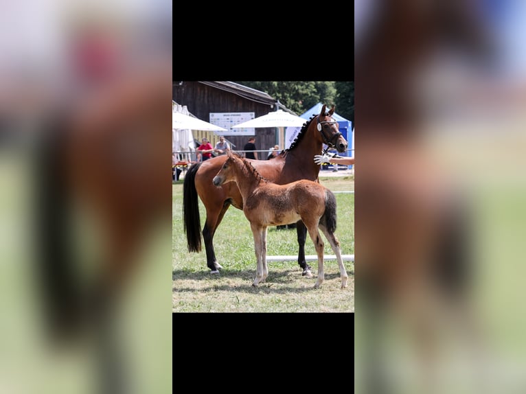 Poni alemán Yegua 12 años 143 cm Castaño in NusplingenNusplingen