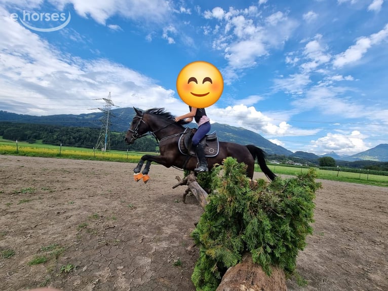 Poni alemán Yegua 12 años 143 cm Castaño oscuro in Vandans