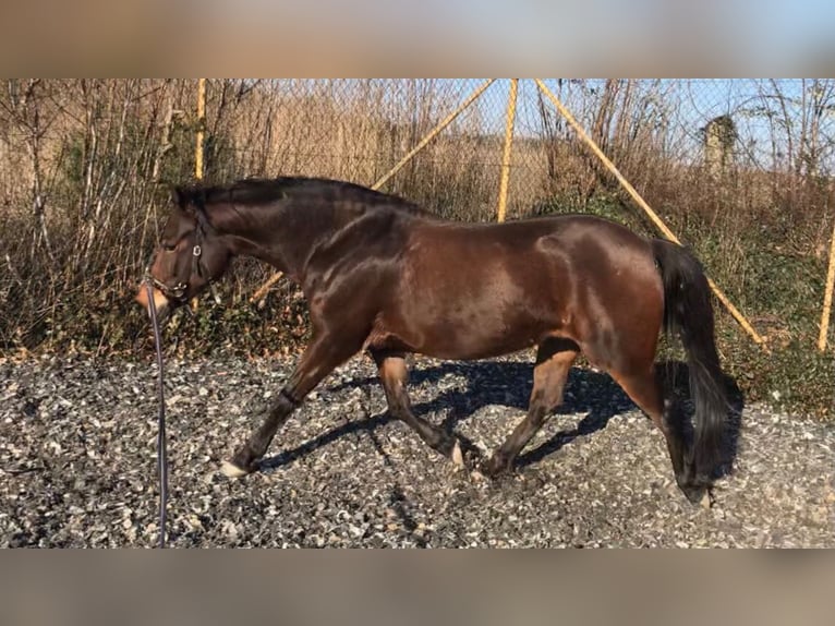 Poni alemán Yegua 12 años 145 cm Castaño in Mauern