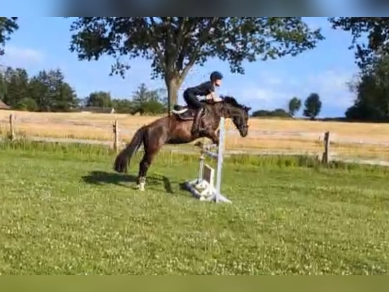 Poni alemán Yegua 12 años 146 cm Alazán-tostado in D&#xE4;nischenhagen