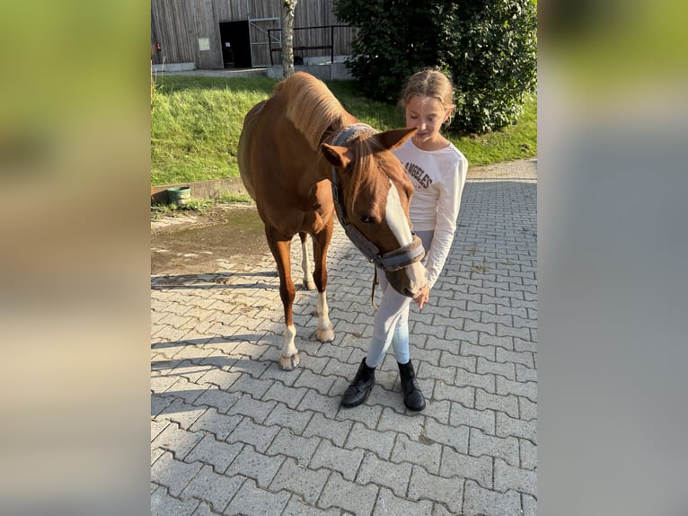 Poni alemán Yegua 12 años 148 cm Alazán in Usingen