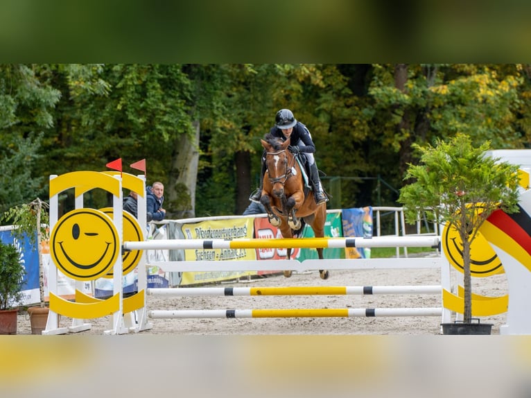 Poni alemán Yegua 12 años 148 cm Castaño in Lengenfeld