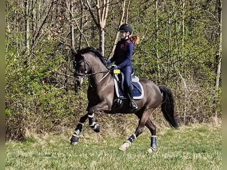 Poni alemán Yegua 12 años 148 cm Castaño oscuro in Düsseldorf