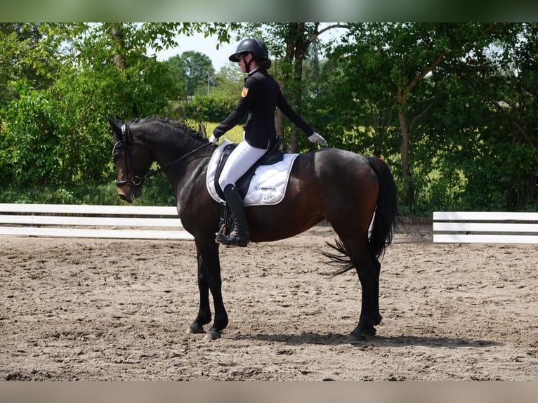 Poni alemán Yegua 12 años 148 cm Castaño oscuro in Weinheim