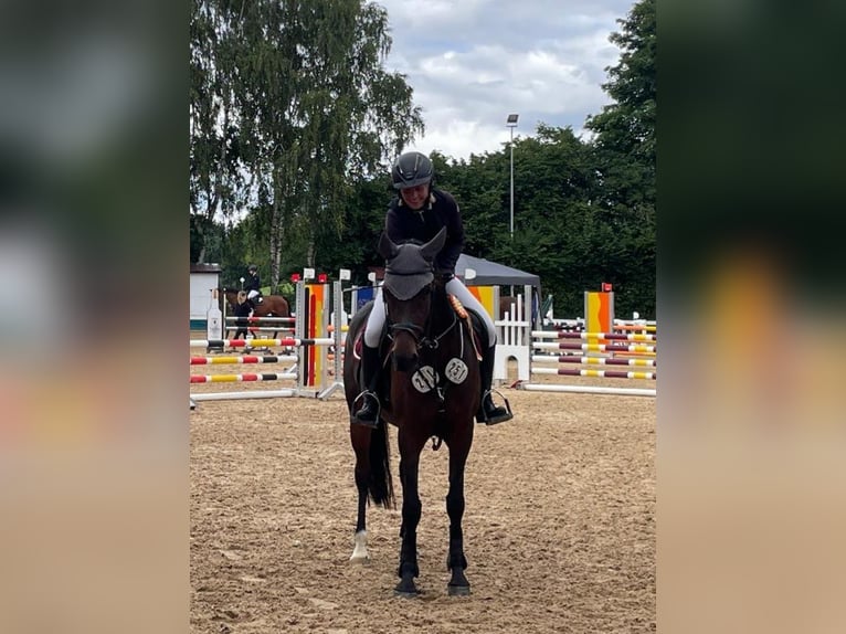 Poni alemán Yegua 12 años 148 cm Castaño oscuro in Mainburg