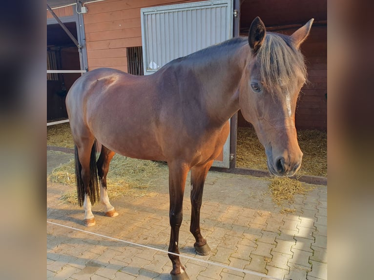 Poni alemán Yegua 12 años 148 cm Morcillo in Schönaich