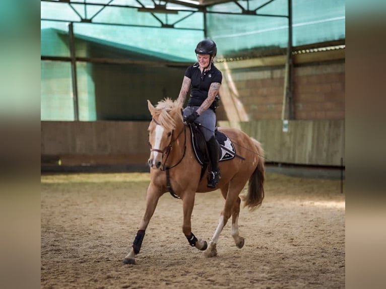 Poni alemán Yegua 12 años 148 cm Palomino in Moosburg