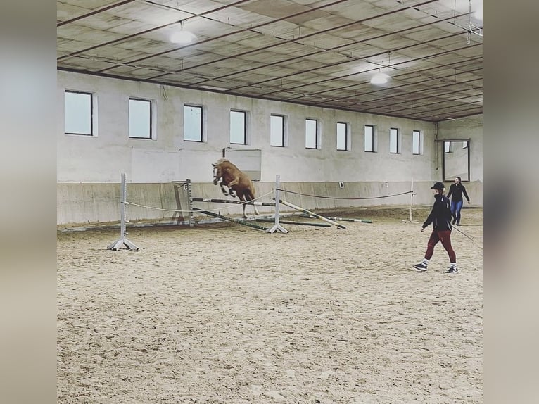 Poni alemán Yegua 12 años 148 cm Palomino in Moosburg