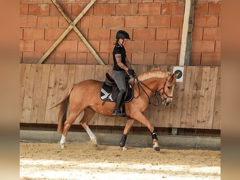 Poni alemán Yegua 12 años 148 cm Palomino in Moosburg