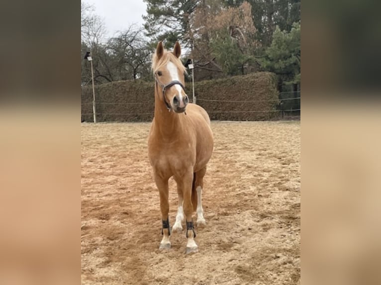 Poni alemán Yegua 12 años 148 cm Palomino in Moosburg