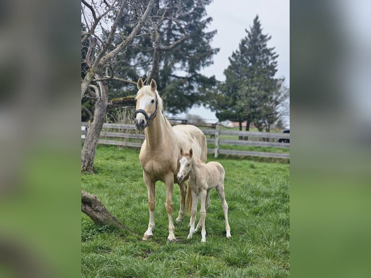 Poni alemán Yegua 12 años 150 cm Palomino in Dießen am Ammersee