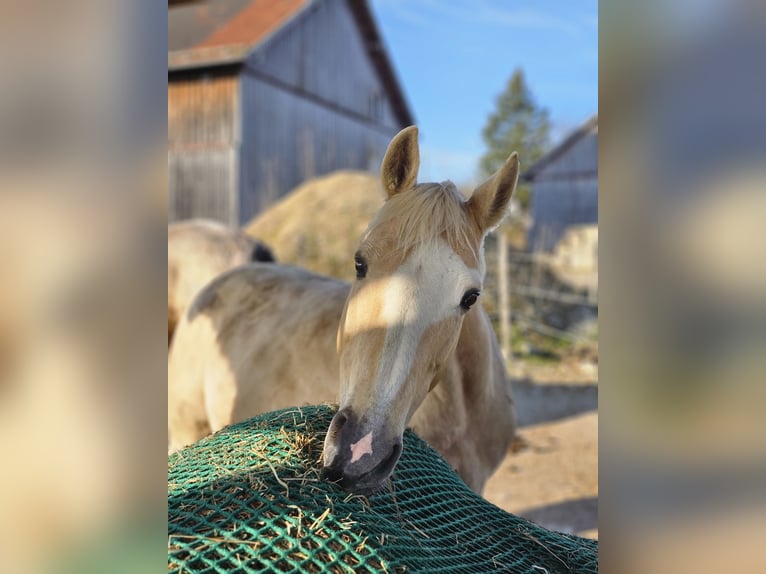 Poni alemán Yegua 12 años 150 cm Palomino in Dießen am Ammersee