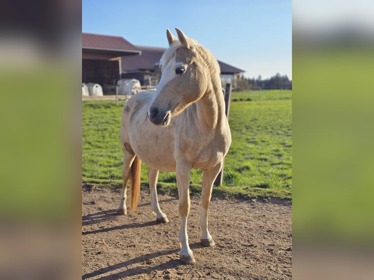 Poni alemán Yegua 12 años 150 cm Palomino in Dießen am Ammersee