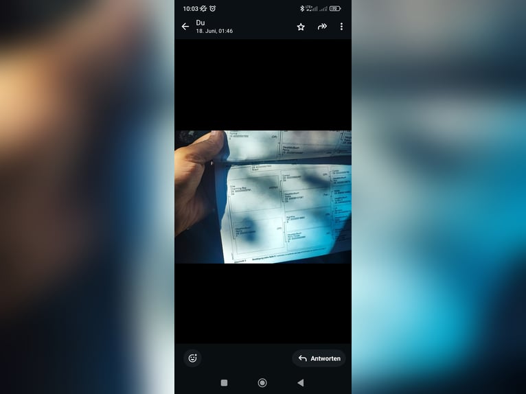 Poni alemán Yegua 12 años 153 cm Alazán-tostado in Oyten Poni alemán Yegua 12 años 153 cm Alazán-tostado in Oyten