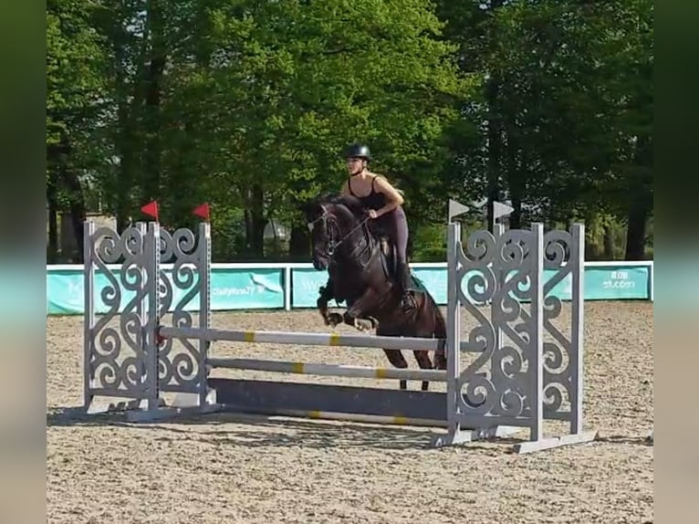 Poni alemán Yegua 13 años 140 cm Negro in Bukowiec