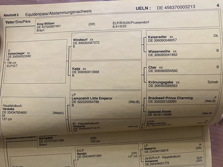 Poni alemán Yegua 13 años 141 cm Morcillo in Dreieich