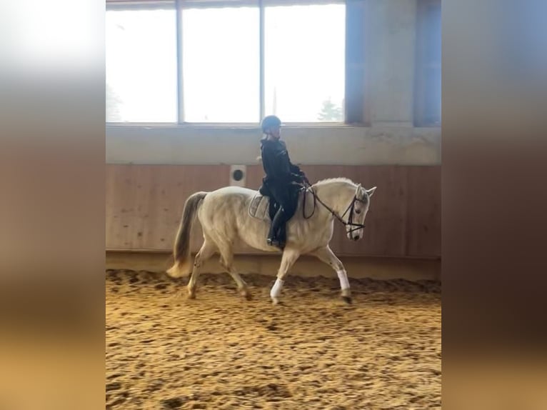 Poni alemán Yegua 13 años 142 cm Tordo in Aalen