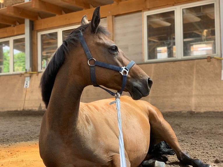 Poni alemán Yegua 13 años 143 cm Castaño in Rheda-Wiedenbrück