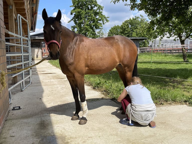 Poni alemán Yegua 13 años 143 cm Castaño in Rheda-Wiedenbrück