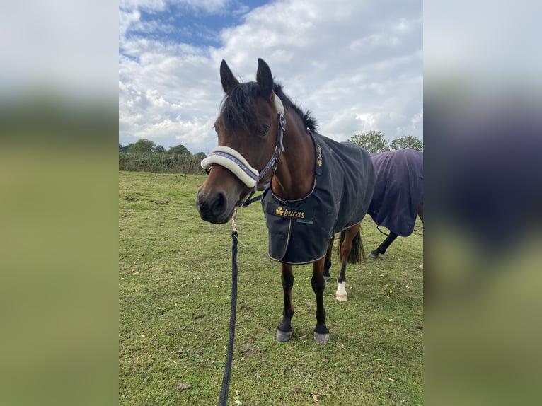 Poni alemán Yegua 13 años 143 cm Castaño in OvelgönneOvelgönne