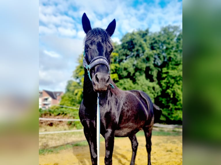 Poni alemán Mestizo Yegua 13 años 144 cm Negro in Bottrop
